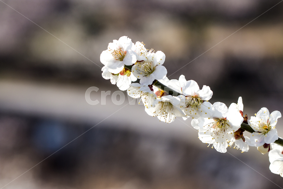 매화,봄,나들이,배경,계절,꽃,자연,식물,한국,봄,계절,spring,season,식물,자연,plants,nature,꽃,flower,plant