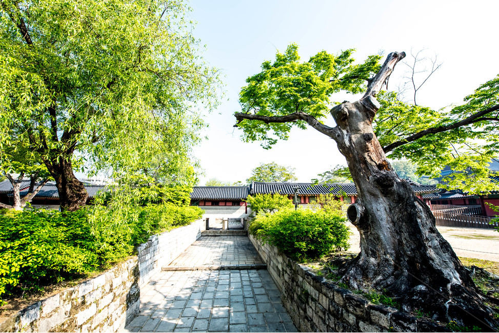 나무,푸른정원,푸른,봄,공원,산책,한국전통,한국문화,korean traditional,korean culture,랜드마크,landmark,tourist attraction,한국랜드마크,한국관광지,한국명소,korea landmark,korea tourist attraction,식물,자연,plants,nature,나무,trees,wood
