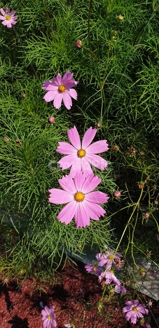 식물,daisies,blossom,daisy,꽃,flower,꽃잎,파종기,코스모스,분홍꽃,식물,자연,plants,nature,꽃,flower
