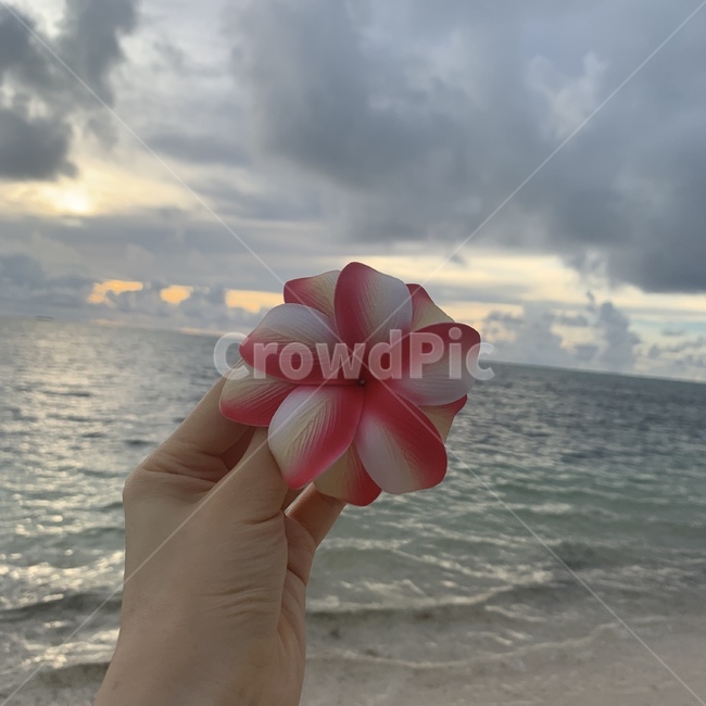 사이판,바다,꽃,구름,해변,손,자연,휴양,감성,식물,자연,plants,nature,꽃,flower