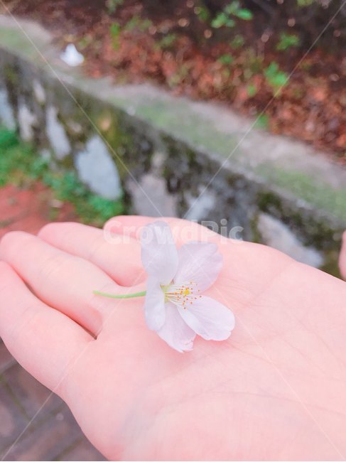 봄,벚꽃,군항제,분홍,아름다움,산뜻함,계절,진해벚꽃,사쿠라,식물,자연,꽃,flower,spring,season,봄,계절,spring,season,식물,자연,plants,nature,꽃,flower