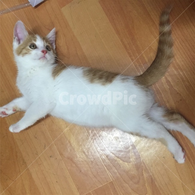 배나온고양이,통통한고양이,고양이새끼,코숏새끼,새끼고양이,동물,animal,포유류,mammal,고양이,cat,kitten,kitty