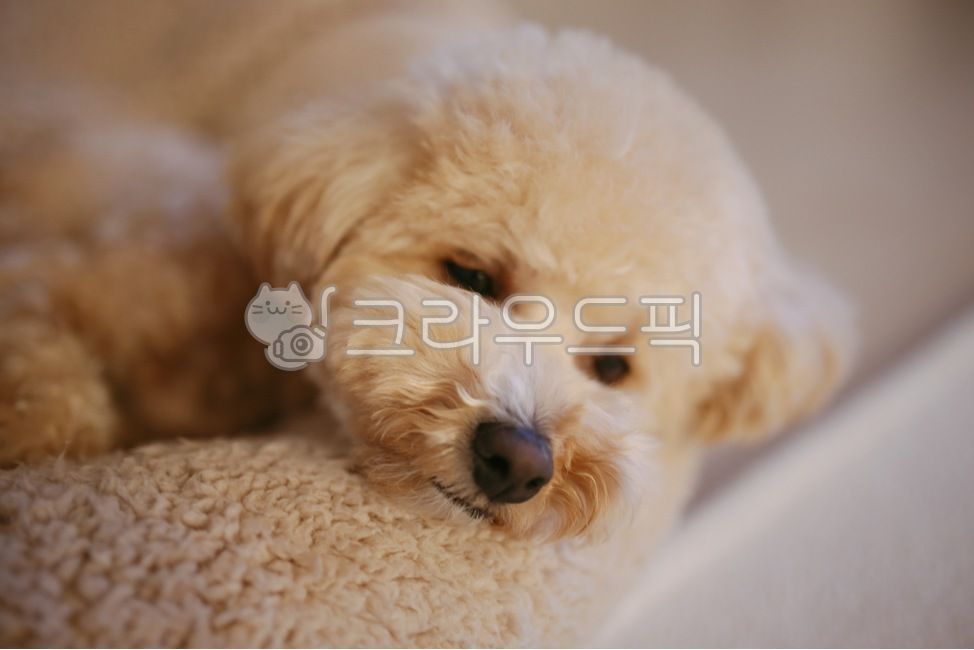 강아지,반려견,애견,푸들,크림푸들,동물,dog,poodle,pet,puppy,개,포유류,동물,animal,포유류,mammal,개,강아지,dog,doggy