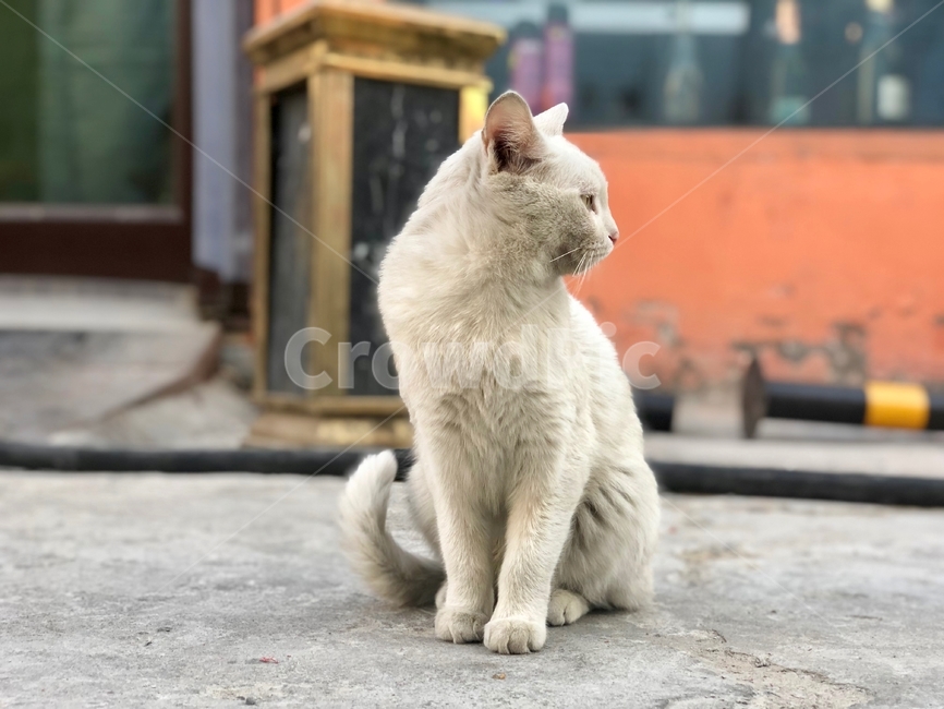 오드아이,고양이,길고양이,흰색고양이,동물,cat,anima,straycat,oddeye,동물,animal,포유류,mammal,고양이,cat,kitten,kitty