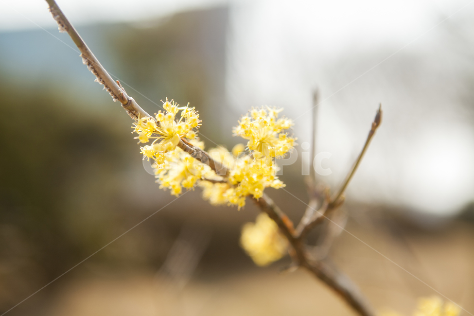 풍경,출사,봄,봄꽃,산수화,꽃,식물,자연,plants,nature,꽃,flower