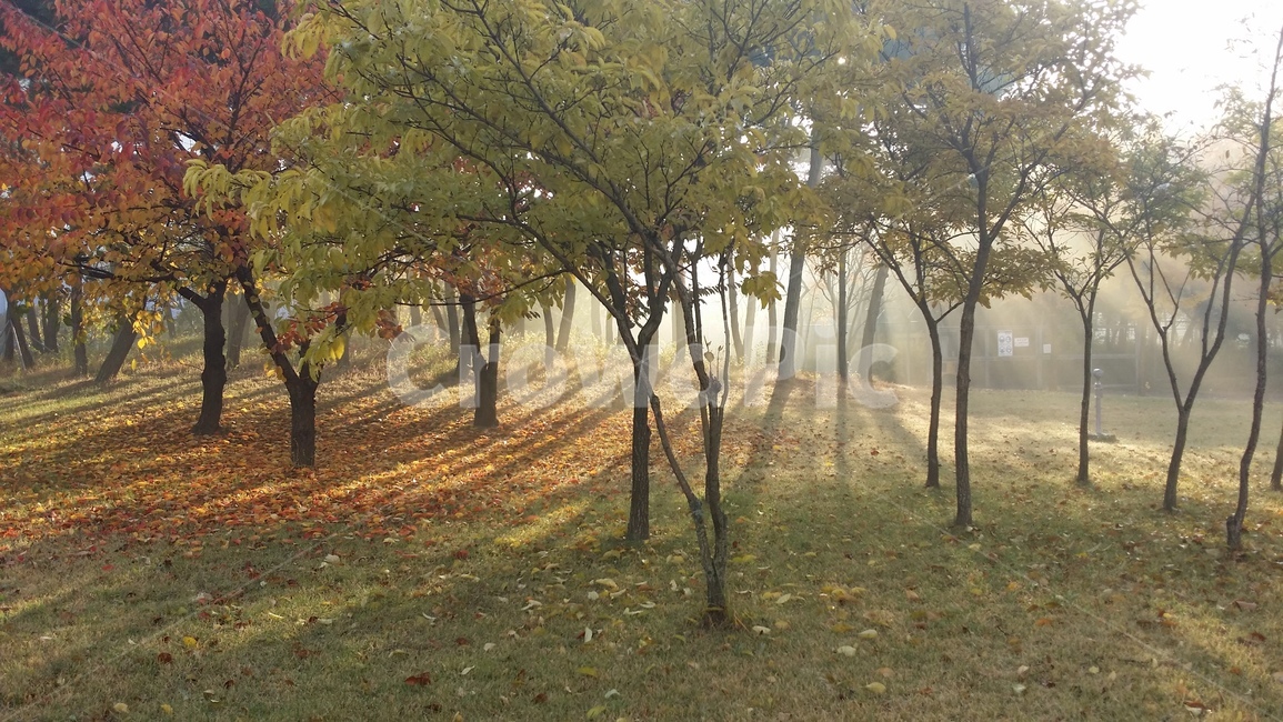 plant,tree,나무,아침,안개