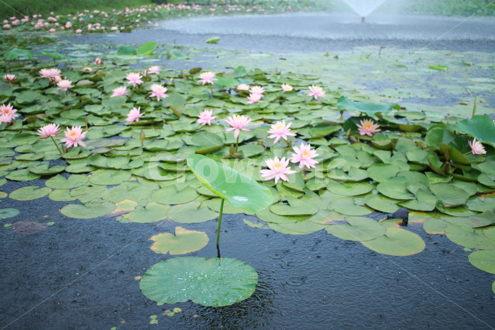 우중출사,장마,비방울,수련,물방울,반동,진동,식물,자연,plants,nature,꽃,flower,비,비오는날,rain,rainy