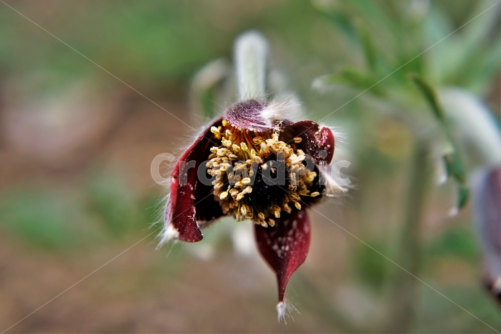 할미꽃,솜털,봄,봄꽃,자연,식물,꽃,plant,암술,수술,Pulsatillakoreana,한국특산,백두옹,독초,강장제,화왕계,여러해살이풀,미나리아재비과,쌍떡잎식물,흰털,할머니머리카락,흰머리,노인,꼬부랑,한방약재,할머니