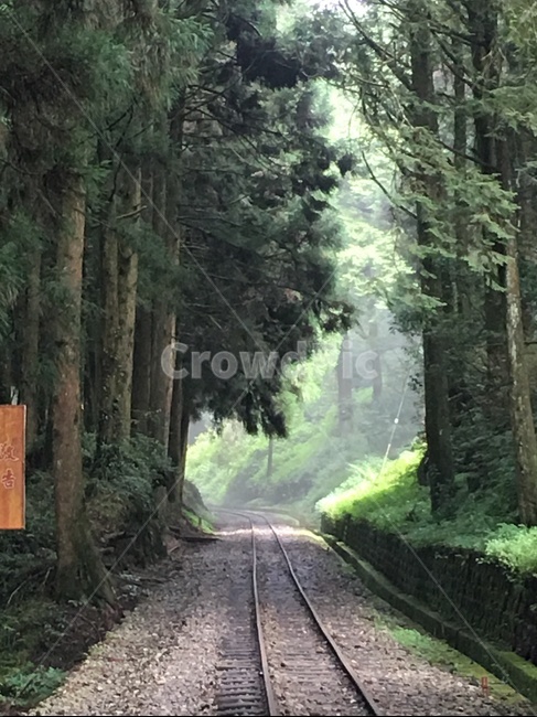 대만,타이완,아리산,기차길,초록,자연,풍경,nature,landscape,transportation,교통,train track,기찻길,rail,레일,railway,철도