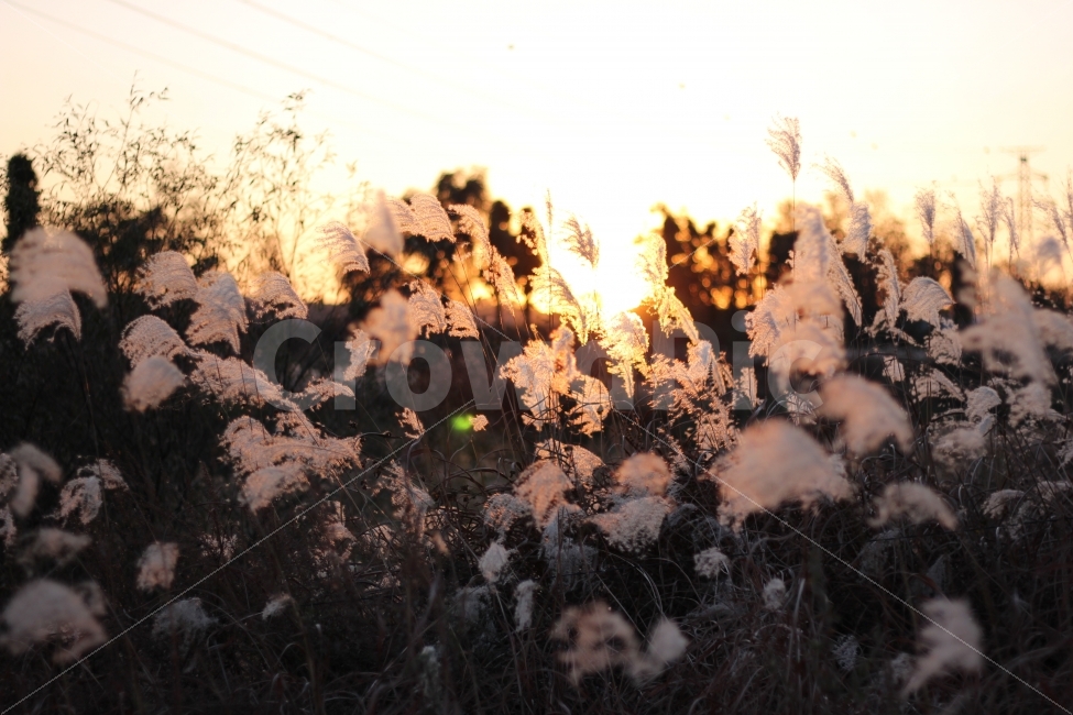 가을,추위,억새,하늘,풍경,autumn,cool,tatch,silvergrass,scenery,landscape,cityscape,노을,sunset,가을,계절,fall,autumn,season,식물,자연,plants,nature,감성,sensible,feeling,ice,빙,outdoors,옥외,grass,잔디,plant,flare,플레어,light,빛