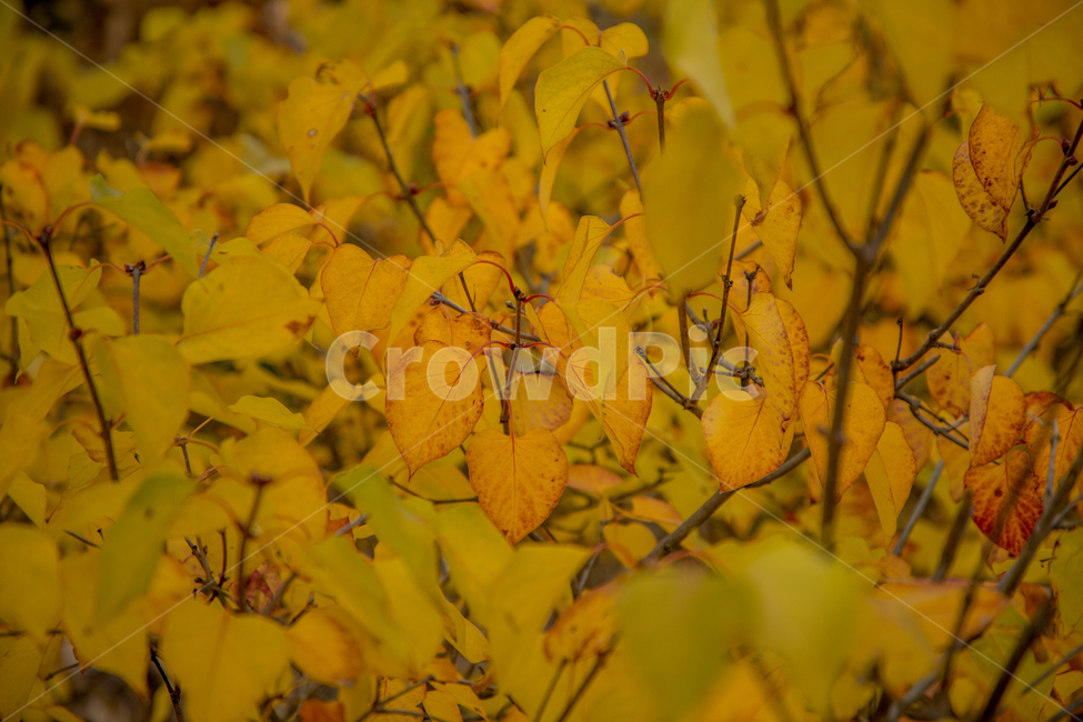 가을,나무,단풍,노랑,물든,가을,계절,fall,autumn,season,leaf,잎,plant,식물