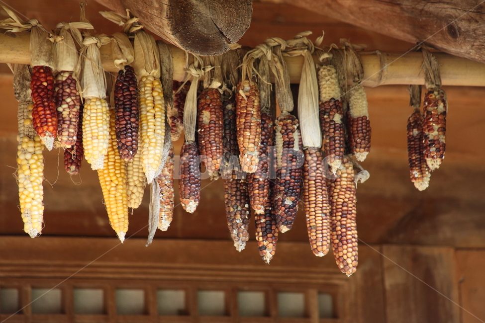 옥수수,종자,식량,농작물,corn