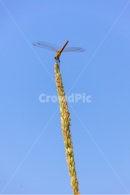 잠자리,가을,날개,하늘,곤충,비행,가을,계절,fall,autumn,season,동물,animal,곤충,벌레,insect,bug