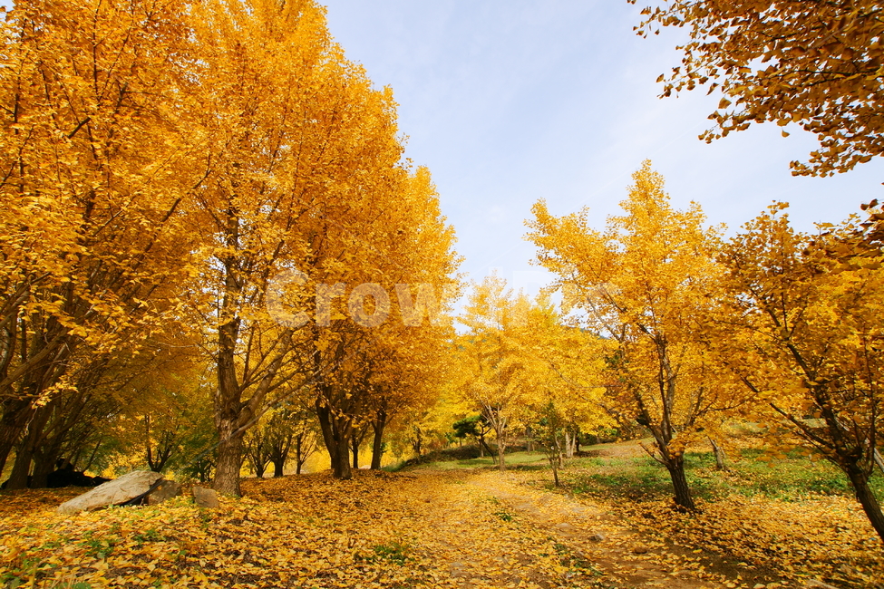 은행나무,가을,단풍,괴산군,단풍놀이,가을,계절,fall,autumn,season,자연,풍경,nature,landscape,tree,나무,plant,식물,maple