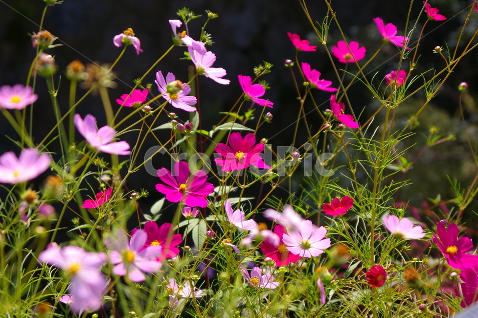 꽃,식물,꽃잎,flower,blossom,코스모스,코스모스꽃,식물,자연,plants,nature,꽃,flower