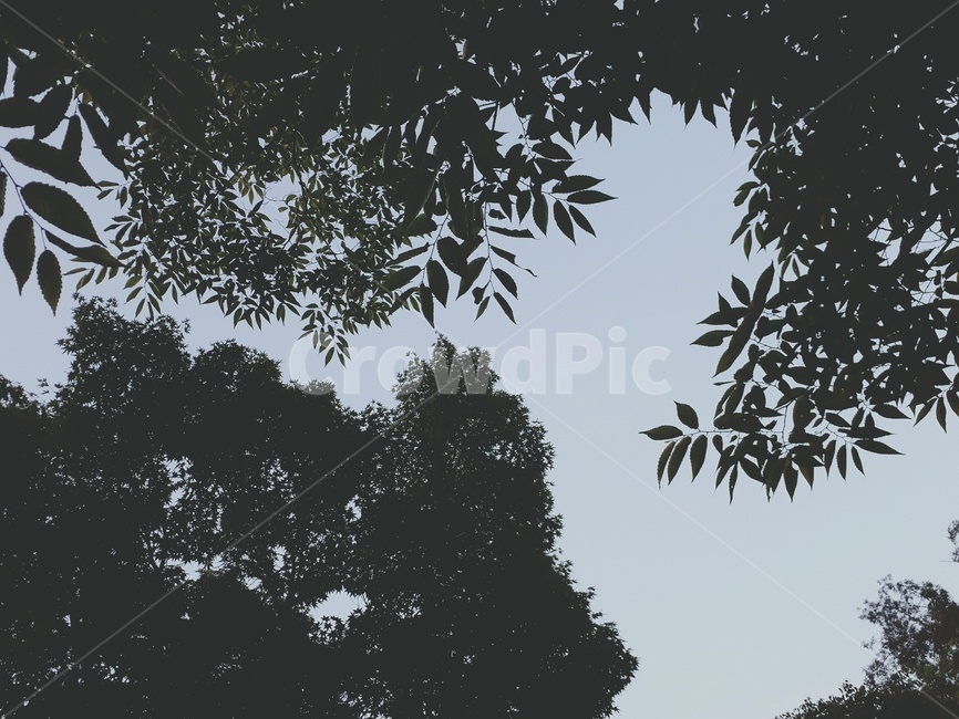 나무,나뭇잎,하늘,풍경,저녁,잎,plant,식물,tree,silhouette,실루엣,하늘풍경,잎파리,감성적,감성사진