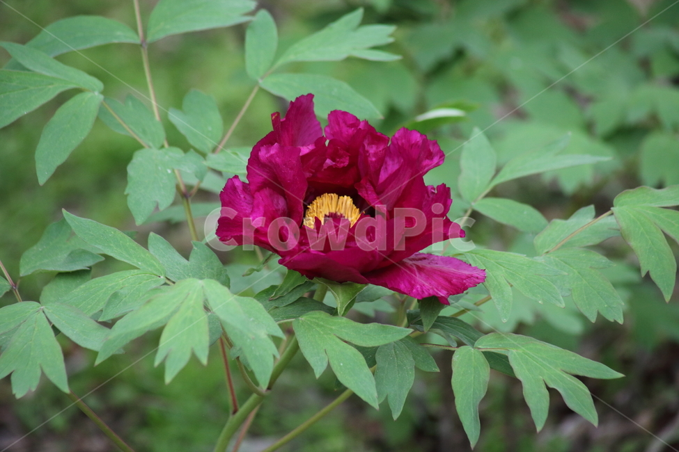 모란,목단,꽃,봄,treepaeony