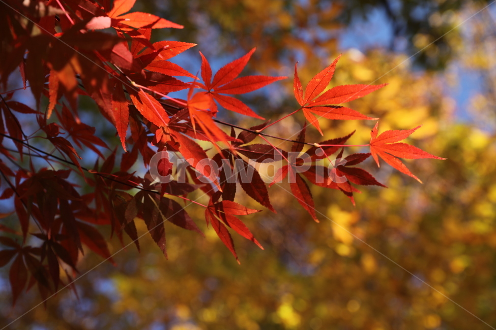 나무,나뭇잎,단풍,단풍나무,단풍잎,가을,가을나무,노랑잎,빨강잎,leaf,잎,plant,식물,tree,maple