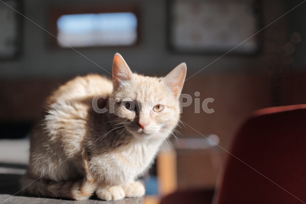 고양이,아기고양이,cat,반려묘,애완동물,동물,아기동물,도둑고양이,길냥이,동물,animal,포유류,mammal,고양이,cat,kitten,kitty