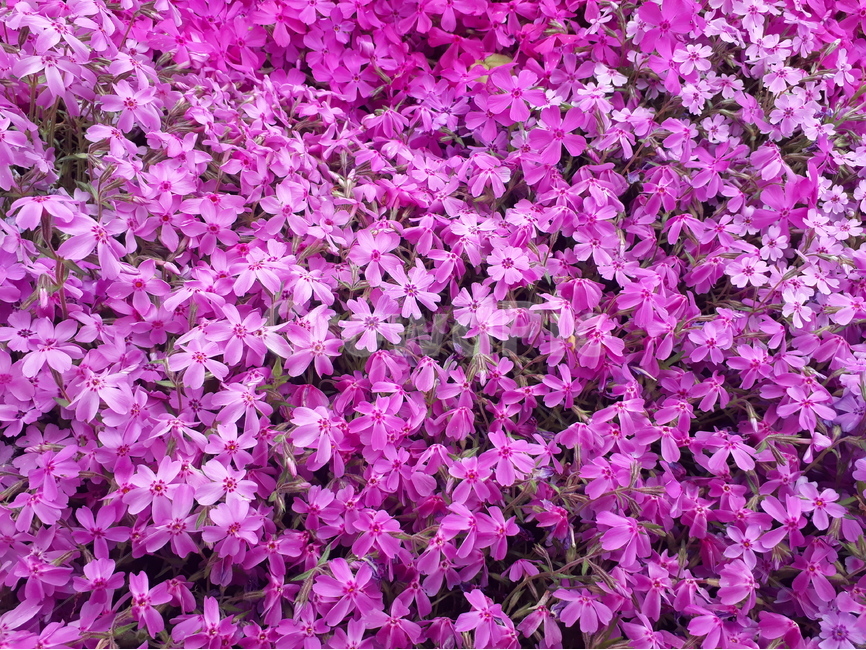 꽃,꽃잔디,mossphlox,flower,garden,화단,flowerbed,야외,outdoors,봄,핑크,violet,보라색,흰색,spring,season,korea,식물,자연,plants,nature,꽃,flower
