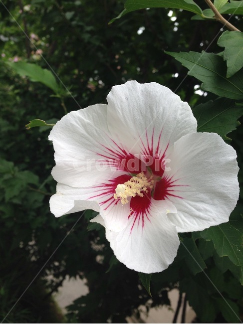 무궁화,백단심,무궁화접사컷,꽃,대한민국국화,식물,자연,plants,nature,꽃,flower