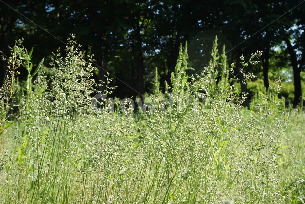 풀,봄,햇살,공원,자연,잡초,식물,자연,plants,nature,꽃,flower