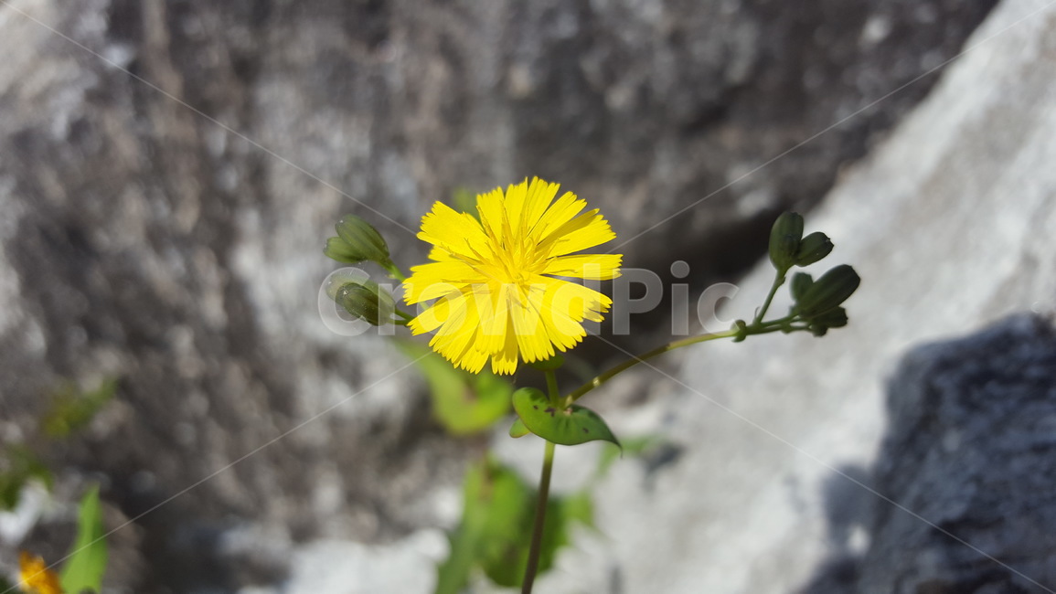 고들빼기,노랑,야생화,꽃,봄꽃,yellow,flower