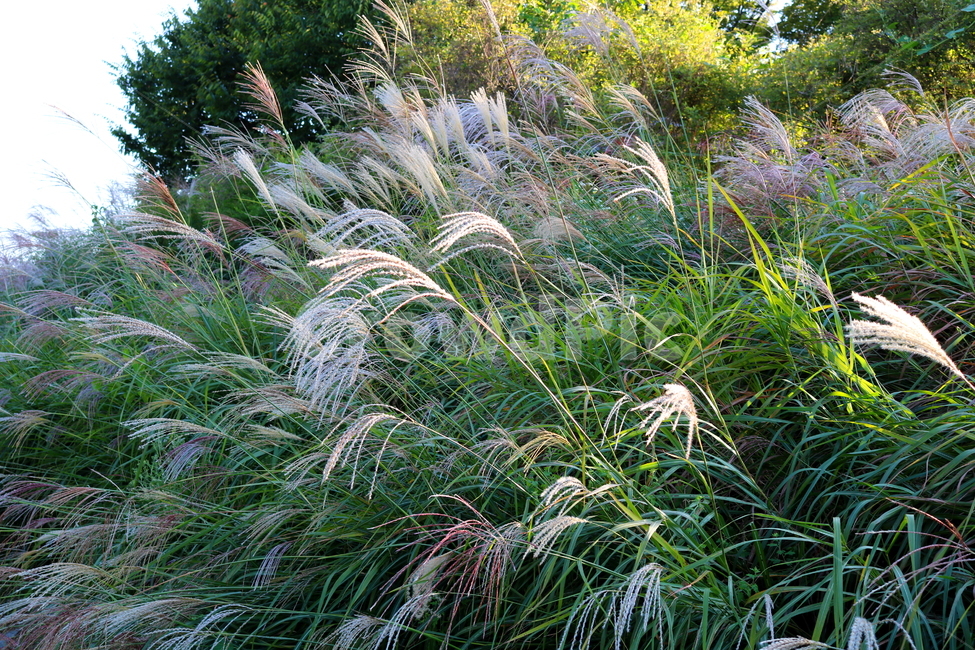 억새,억새풀,식물,자연,가을,벼과,가을,계절,fall,autumn,season,grass,잔디,plant,lawn,reed,갈대
