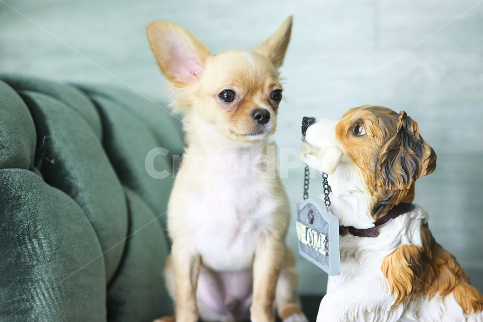 치와와,강아지,동물,개,애완동물,pet,animal,dog,chihuahua