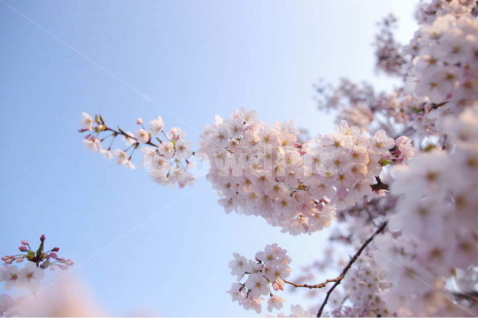 봄,벚꽃,꽃,하늘,푸른,봄,계절,spring,season,식물,자연,plants,nature,꽃,flower,감성,sensible,feeling,plant,blossom