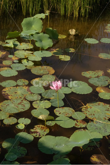 plant,flower,꽃,식물,blossom,연꽃,연잎,물,호수