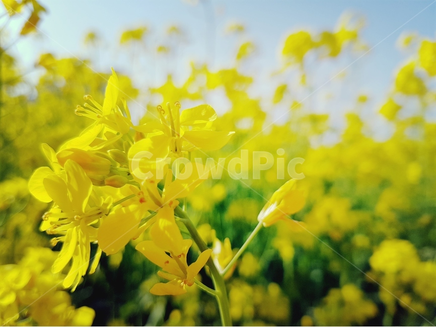유채꽃,노란색,봄,파랑하늘,풍경,유채밭,봄,계절,spring,season,식물,자연,plants,nature,꽃,flower