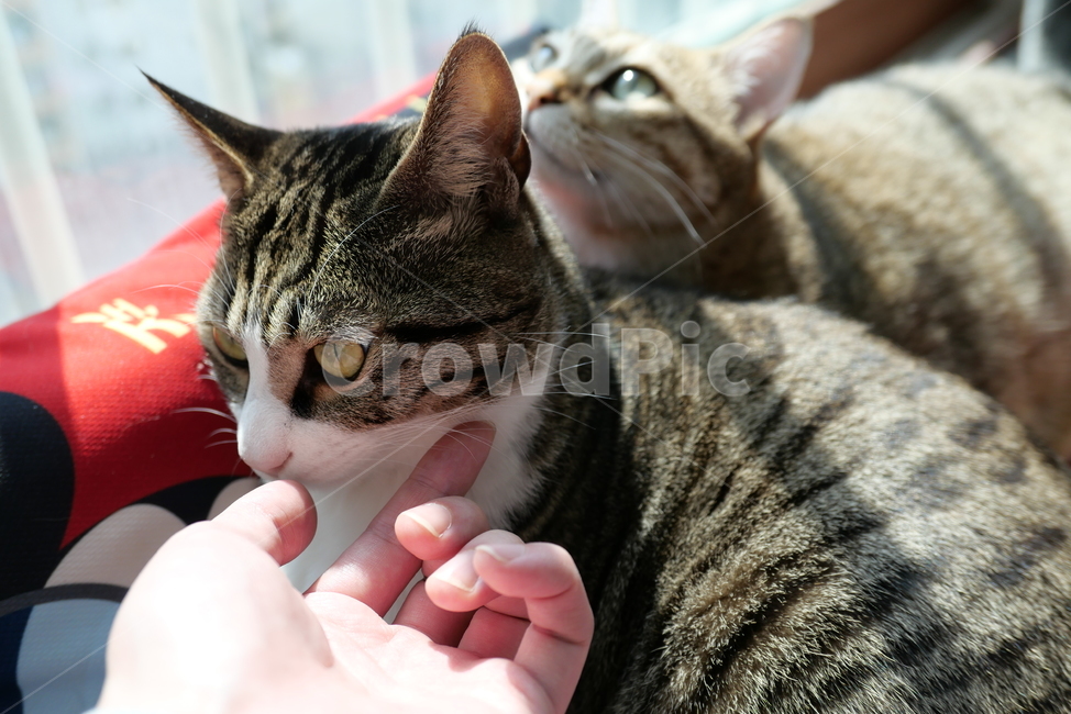 고양이,코숏,길고양이,동물,반려묘,반려동물,cat,kitten,animal,동물,animal,포유류,mammal,고양이,cat,kitten,kitty