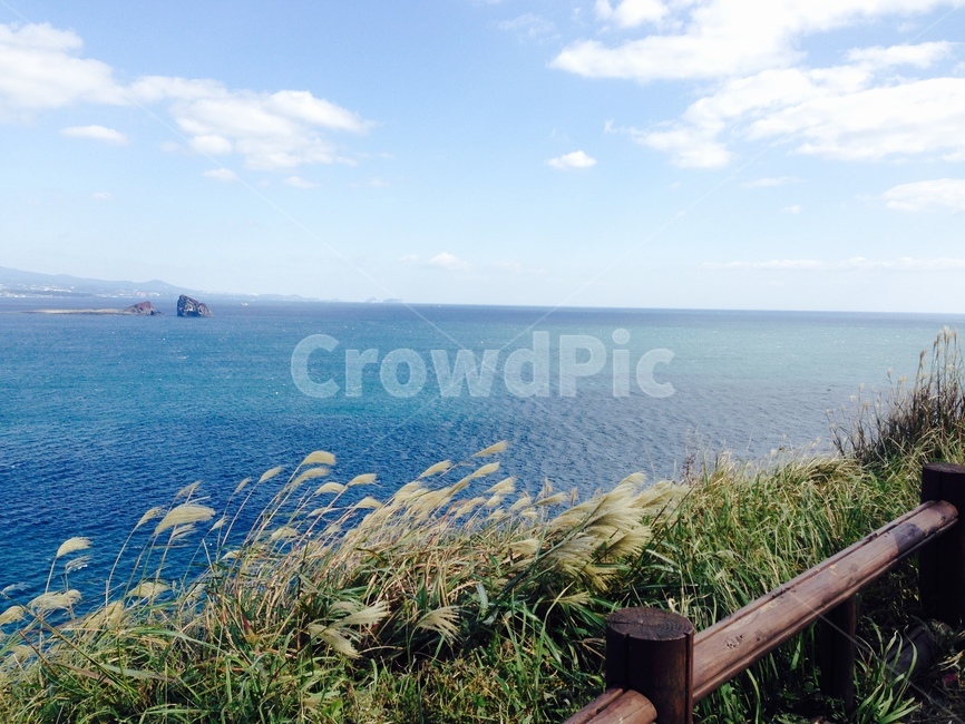 제주도,바다,맑은,풀,다리,jeju,sea,reed,갈대