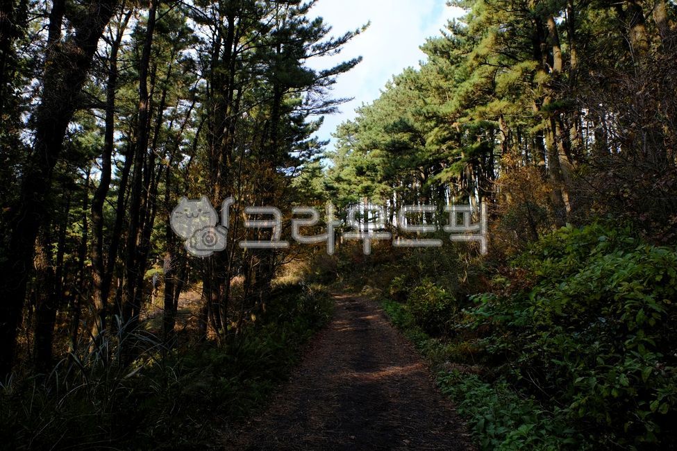 배경,백그라운드,녹색,자연풍경,plants,trees,wood,상쾌,상쾌함,작은숲,나뭇가지,나뭇잎,초록,피톤치드,수풀,숲속,공기,상쾌한,환경,산,풍경,휴식,힐링,땅,갈색,vegetation,초목,plant,식물,자연,nature,삼림지,woodland,outdoors,옥외,forest,숲,tree,나무