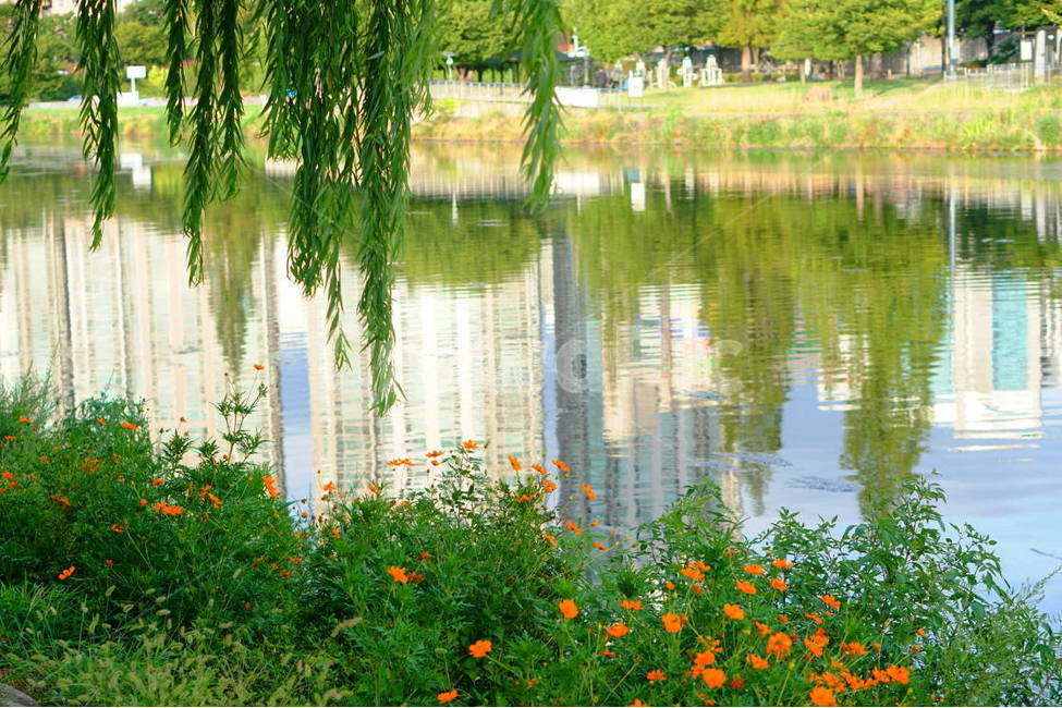 강,신천,반영,숲,쉼터,나무,식물,호수,river,자연,풍경,nature,landscape,plant,outdoors,옥외,water,물