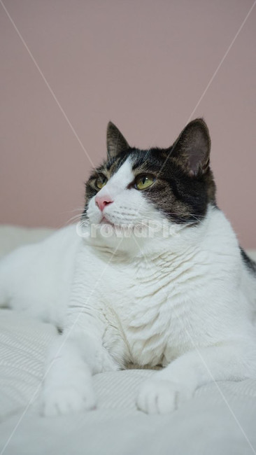 동물,고양이,cat,pet,귀여운,사랑스러운,동물,animal,포유류,mammal,고양이,cat,kitten,kitty