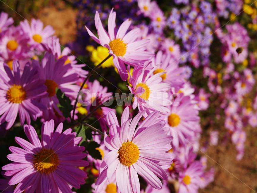 꽃,국화,국화꽃,plant,식물,flower