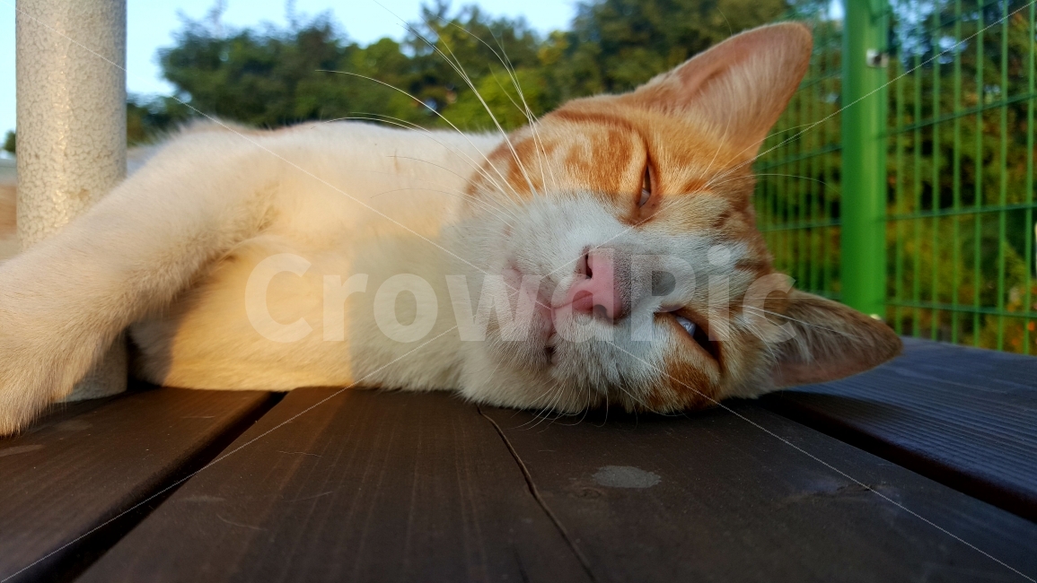 고양이,cat,동물,포유류,피곤,졸린냥,테이블,동물,animal,포유류,mammal,고양이,cat,kitten,kitty