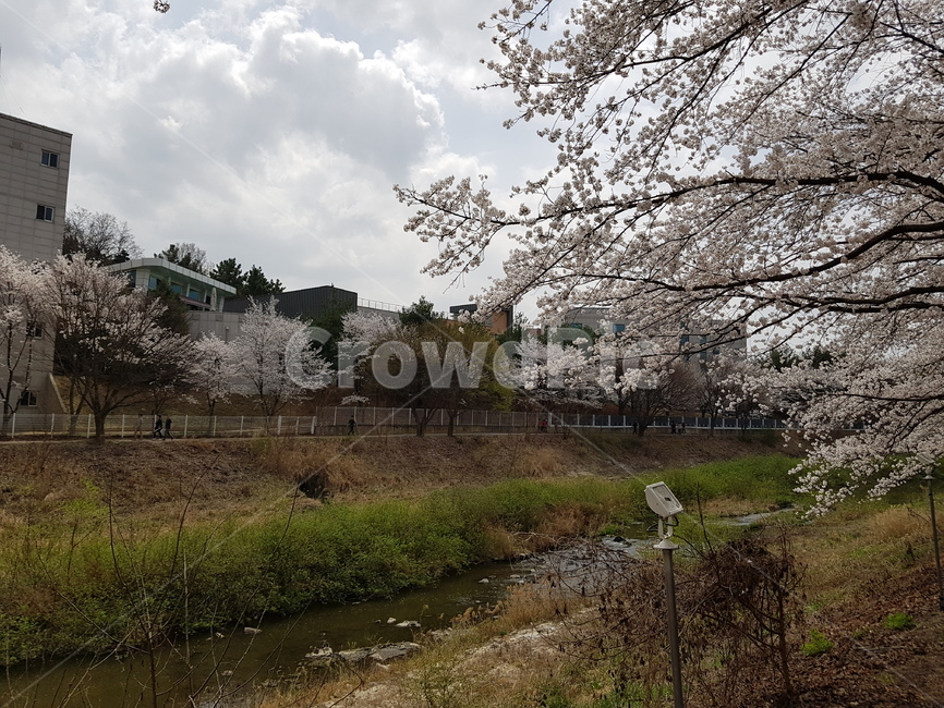자연,풍경,벚꽃,봄,강