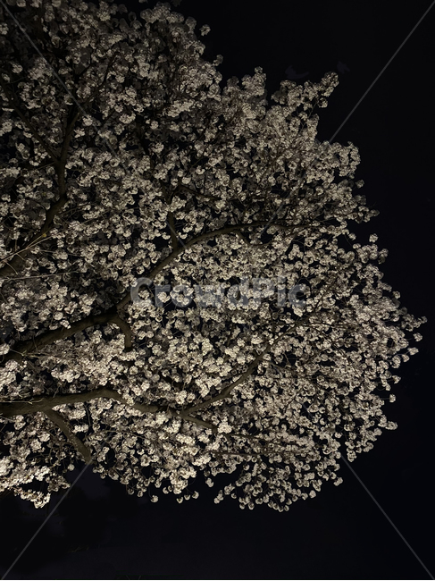 봄,벚꽃,cherryblossoms,야경,봄야경,나무,tree