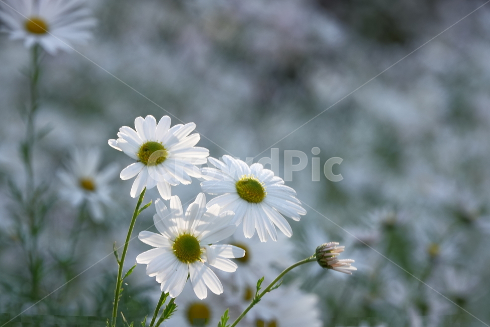 plant,식물,꽃,flower,가을,구절초,흰색,공원,식물,자연,plants,nature,꽃,flower