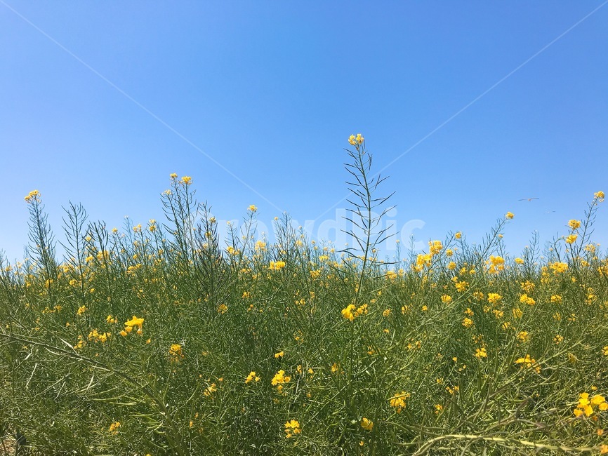 유채꽃,꽃,꽃밭,풍경,들,자연,식물,자연,plants,nature,꽃,flower