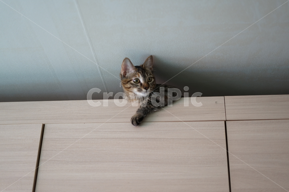 고양이,반려동물,동물,cat,pet,love,가족,family,동물,animal,포유류,mammal,고양이,cat,kitten,kitty