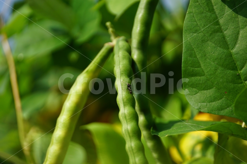 동부콩,완두콩,콩,식물,자연,이파리,여름,식재료,요리재료,식자재,nature,summer,green,녹색,개미,곤충,벌레,동물,animal,ant,insect,bug,시골,농사,밭,귀농,귀촌,콩재배,재배,터전,야채,감성사진,힐링사진,감성,힐링,농작물,농산물,열매,과일,과실,fruit,생산,수확,스냅,스냅사진,스넵,스넵사진,snap,bean,soya,pea,채소,vegetable,farm,farmer,한국의자연,한국자연,한국풍경,동물,animal,곤충,벌레,insect,bug,음식,식재료,요리,food,cook,meal,dishes,food reserves,콩류,견과류,beans,pulse,nuts,dry fruits