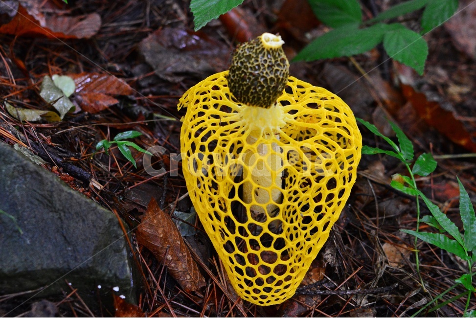 plant,식물,blossom,flower,꽃,망태버섯,노랑망태,노랑망태버섯,독버섯,버섯,노랑,버섯,mushroom