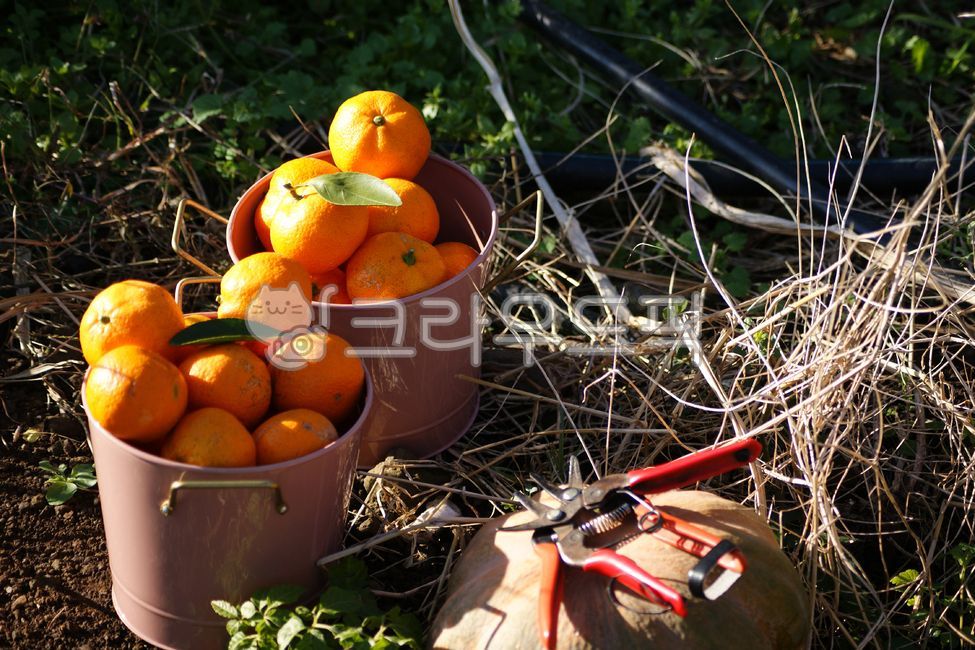 specialproduct,Specialties,fruit,desirable,crops,tangerinefield,Orange,tangerines,farm,ripe,Agriculture,mandarin,cultivated,citrus fruits,grow,Fruit,tangerine,nature,tangerinetree,specialty products,tree,citrus,outdoor,orange,orchard,citrus tree,culture,F