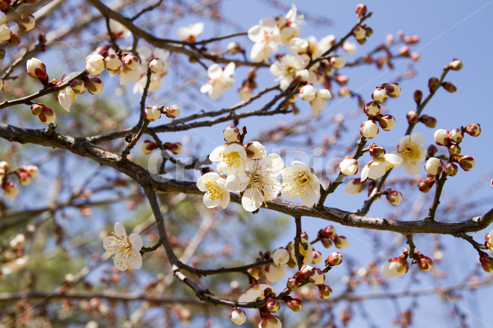 	봄,배경,꽃,자연,나무,푸른하늘,나뭇가지,야외,나들이,공원,Spring,background,flowers,natural,tree,bluesky,branches,outdoor,picnic,park,매실나무,Plumblossom,매화,apricottree,봄,계절,spring,season,식물,자연,plants,nature,꽃,flower,plant