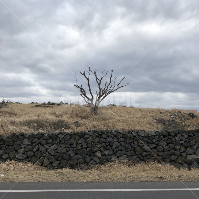 제주도,억새,나홀로나무,jeju,tree,흐림,자연,풍경,nature,landscape,제주도,jeju,jeju island,road,도로,tarmac,타맥,asphalt,아스팔트,dirt road,흙길,gravel,자갈
