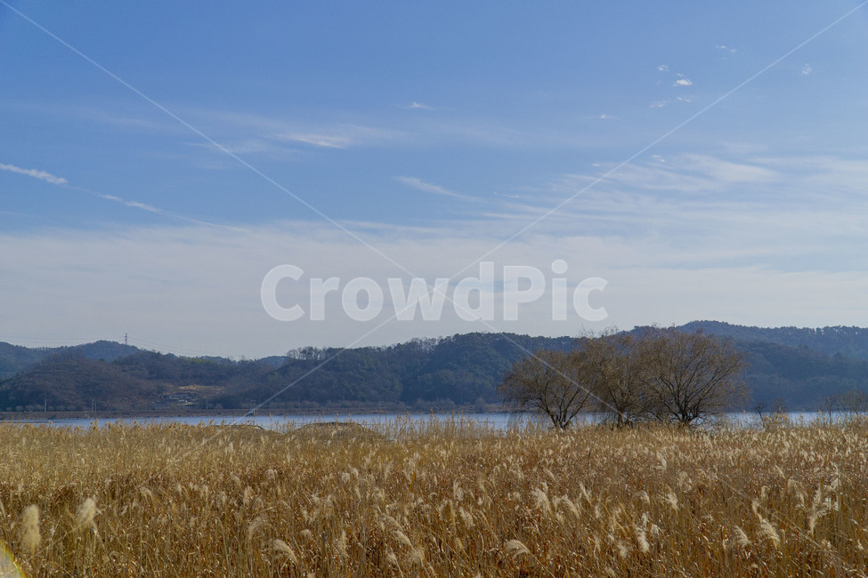 갈대,자연,풍경,따뜻함,하늘,가을,계절,fall,autumn,season,자연,풍경,nature,landscape,plant,식물,food,음식,vegetable,야채,grain,곡물